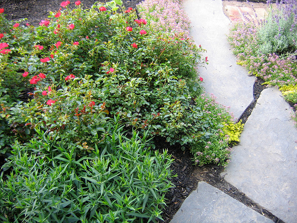 garden4