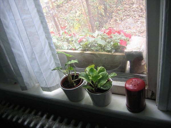 kitchenplants
