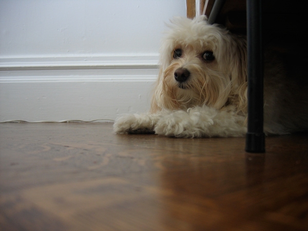 sadbruno1