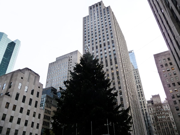 02rocktree