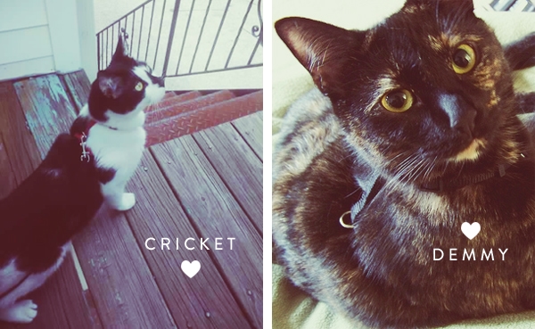Cricket and Demmy Cricket and Demmy