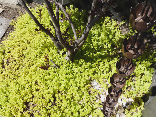 creeping jenny