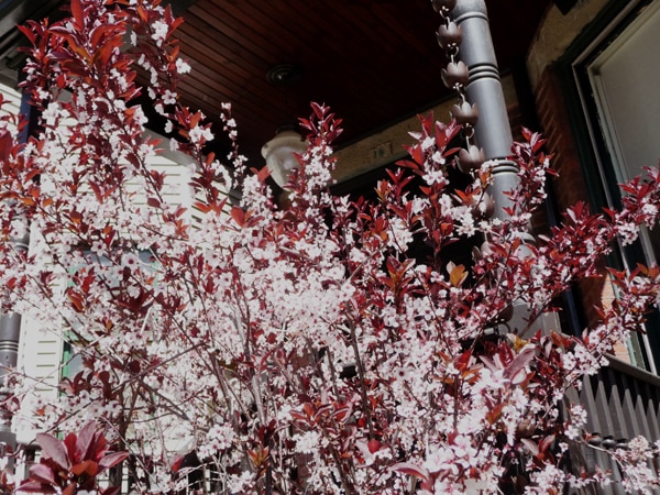 purple sandcherry