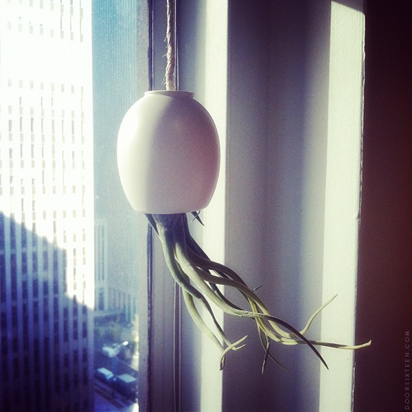 airplant